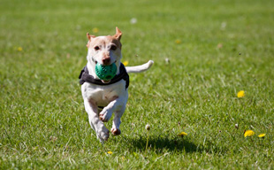 Parque canino